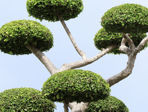 Bonsai Pflege